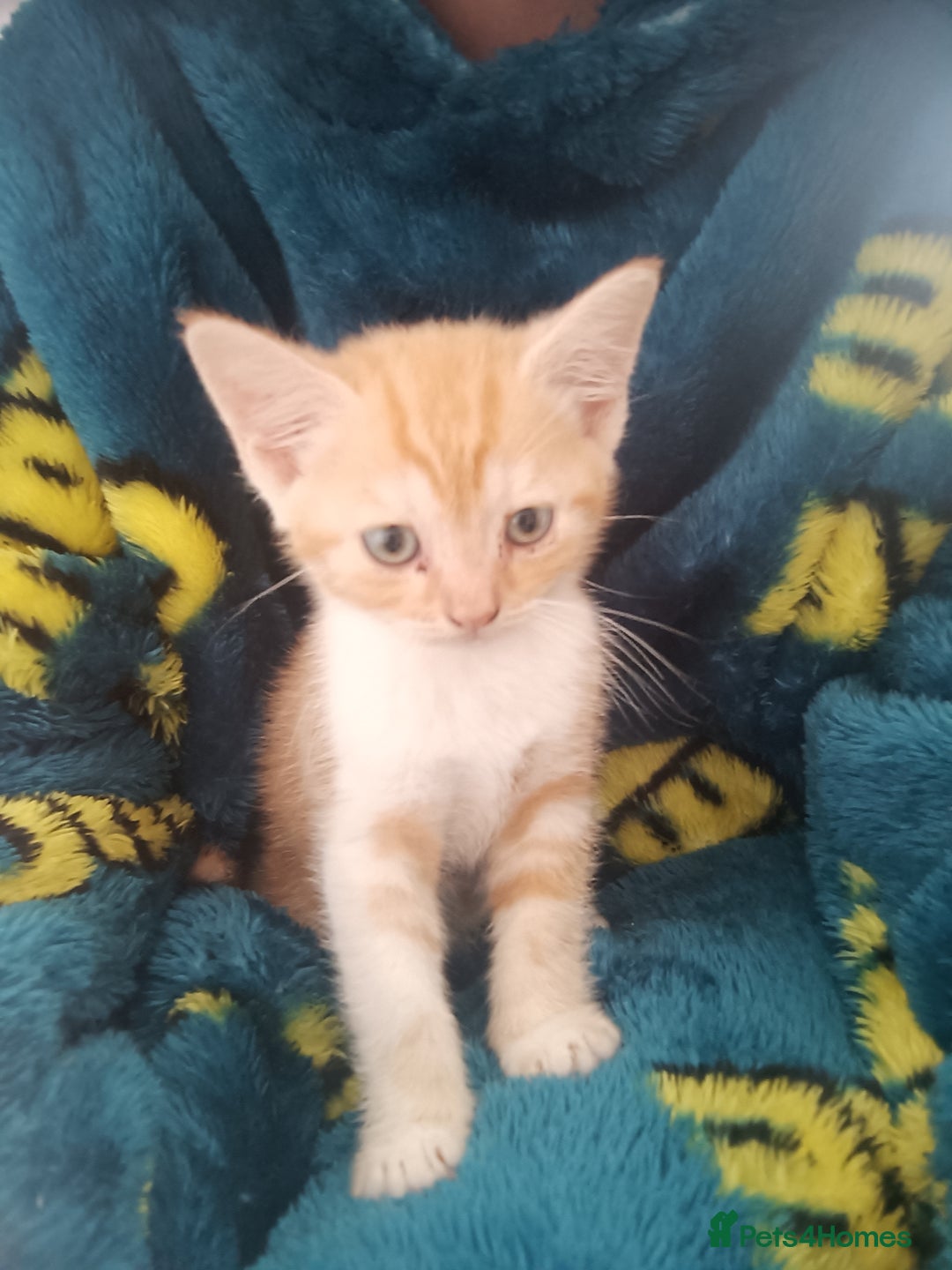 Domestic Shorthair cats for sale: 3 beautiful kittens - Image 6