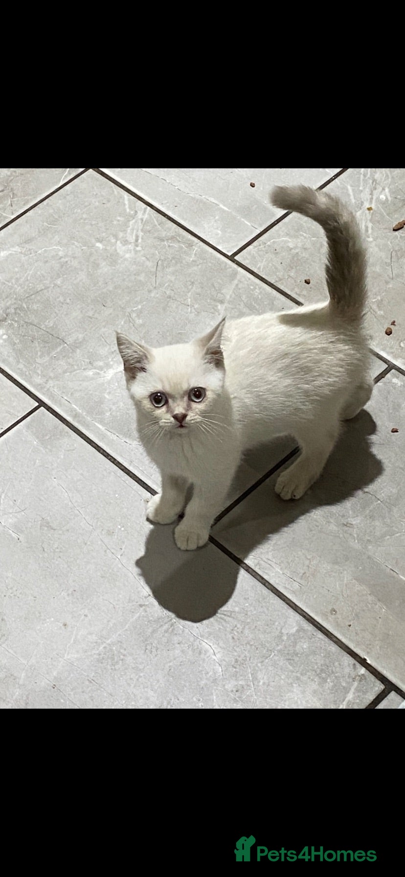 British Shorthair cats Pure Bred British Shorthair  - Advert 1