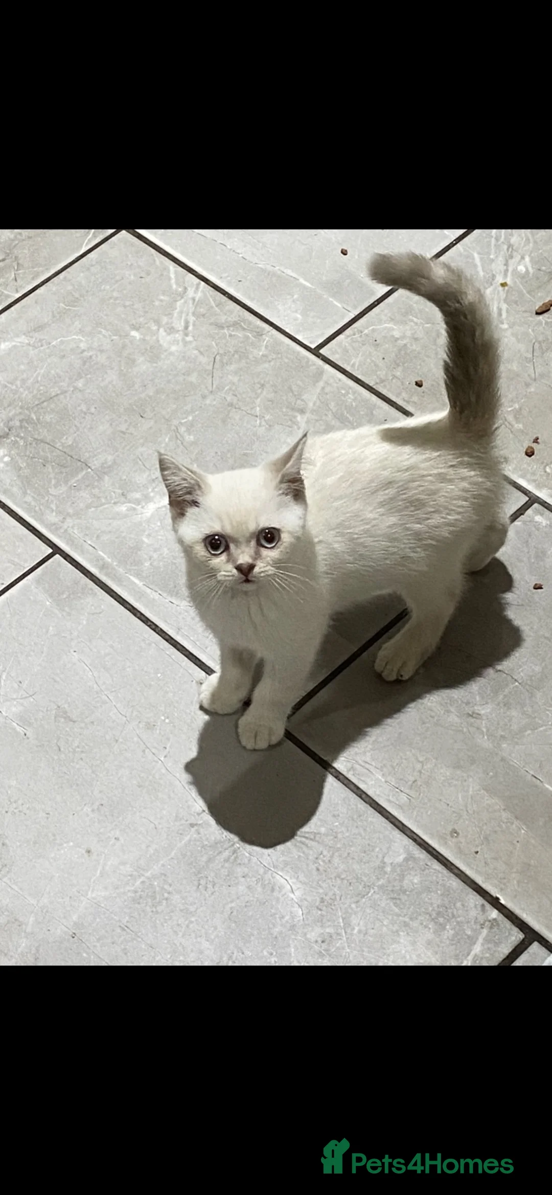 British Shorthair cats for sale: Pure Bred British Shorthair  - Advert 1