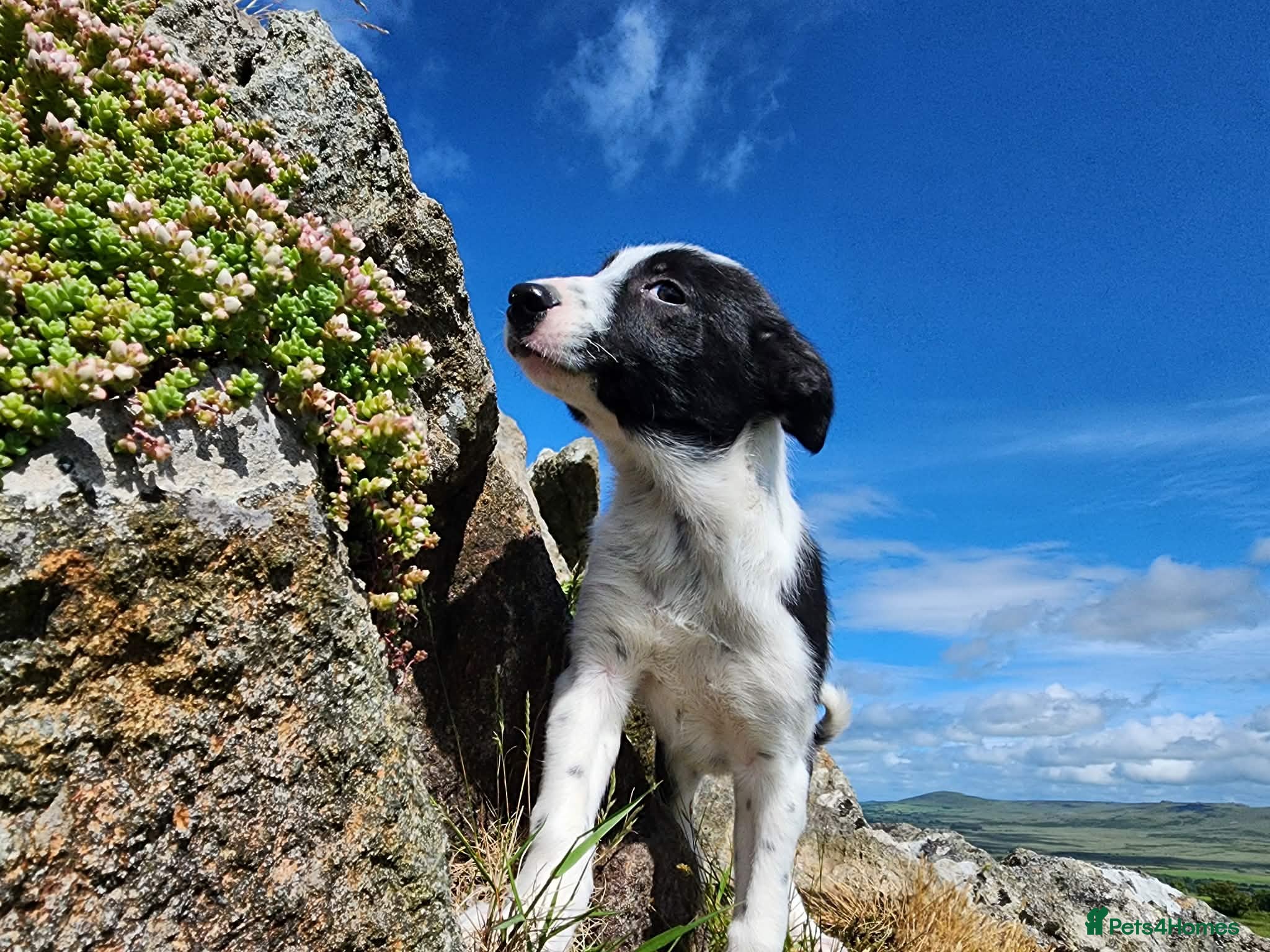 Border Collie dogs for sale: Gorgeous and Playful Border Collie Pup in Crymych - Advert 3