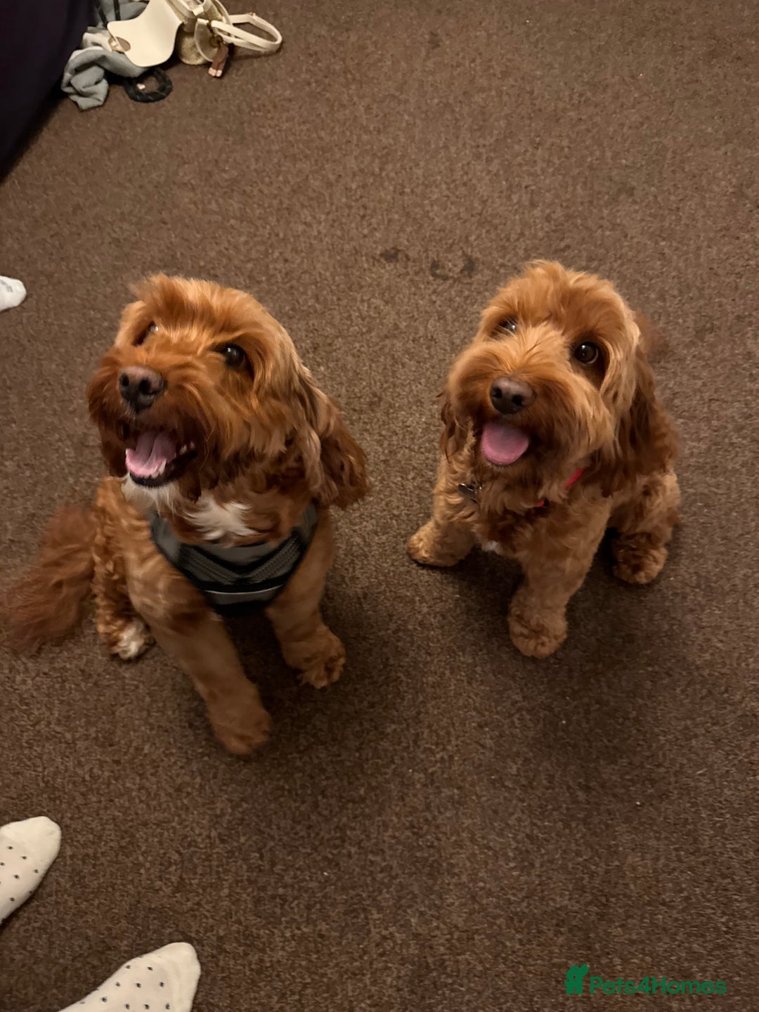 Cockapoo dogs for sale: Red Cockapoo girls F1b - Advert 12