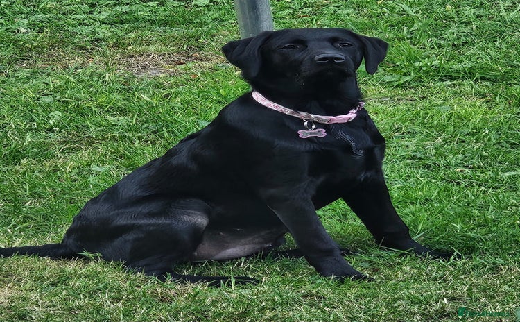 Labrador Retriever dogs - Advert 8