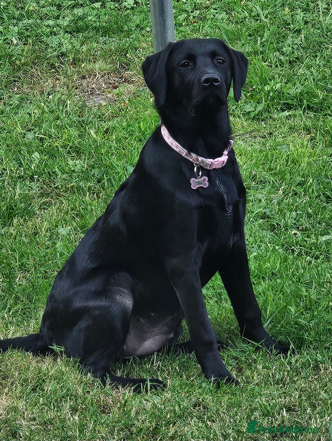 Labrador Retriever dogs for sale: Labrador girl for sale - Image 1