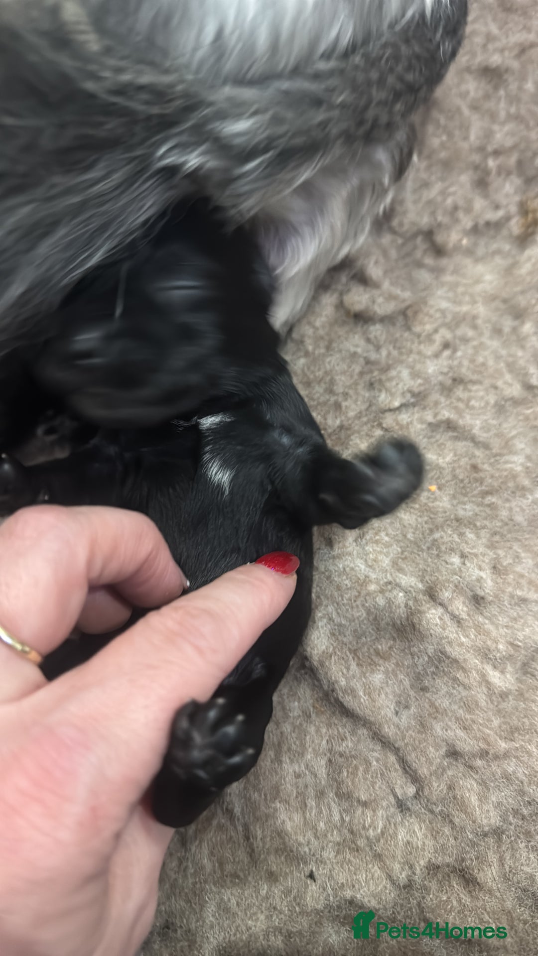 Miniature Schnauzer dogs for sale: Miniature Schnauzer pups for sale - Advert 12