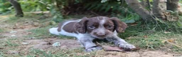 Cocker Spaniel dogs for sale: Working cockers  - Advert 12