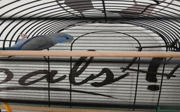 Parrots birds for sale: Parrotlet  - Image 4
