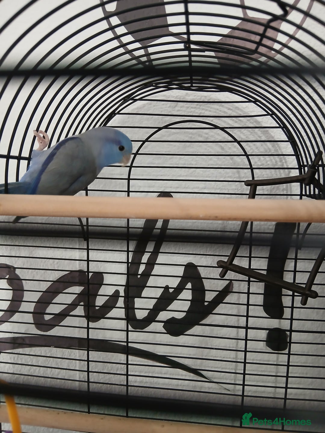 Parrots birds for sale: Parrotlet  - Image 4