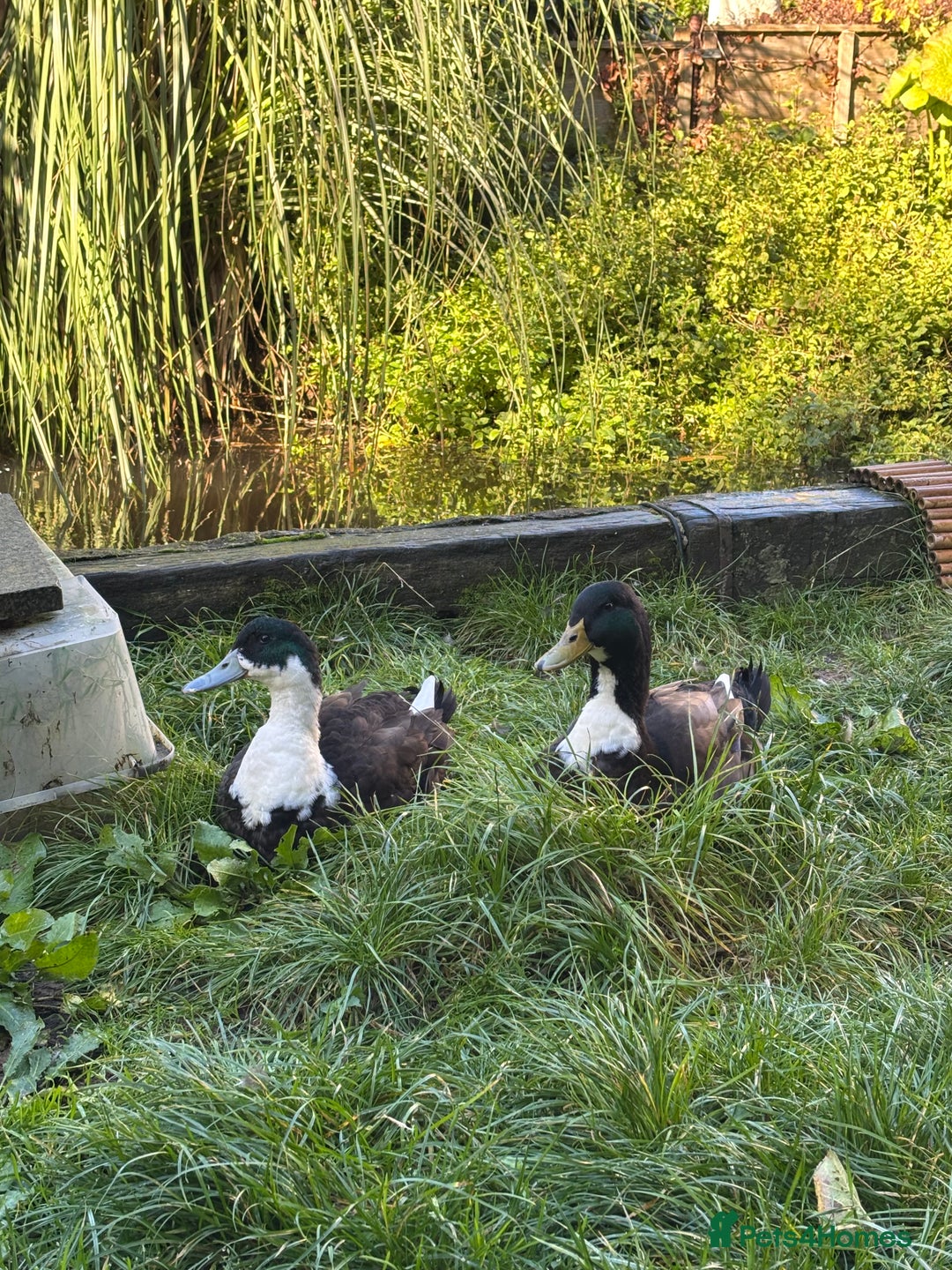 Ducks poultry for sale: Cayuga X Khaki Campbell Drake URGENT REHOME - Advert 1