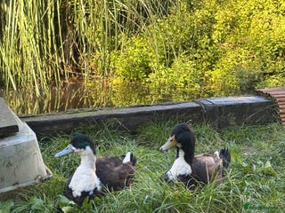 Ducks poultry Cayuga X Khaki Campbell Drake URGENT REHOME - Advert 7