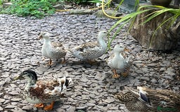 Ducks poultry for sale: Mini silver apple yard trio - Image 2
