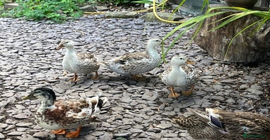 Ducks poultry - Advert 9