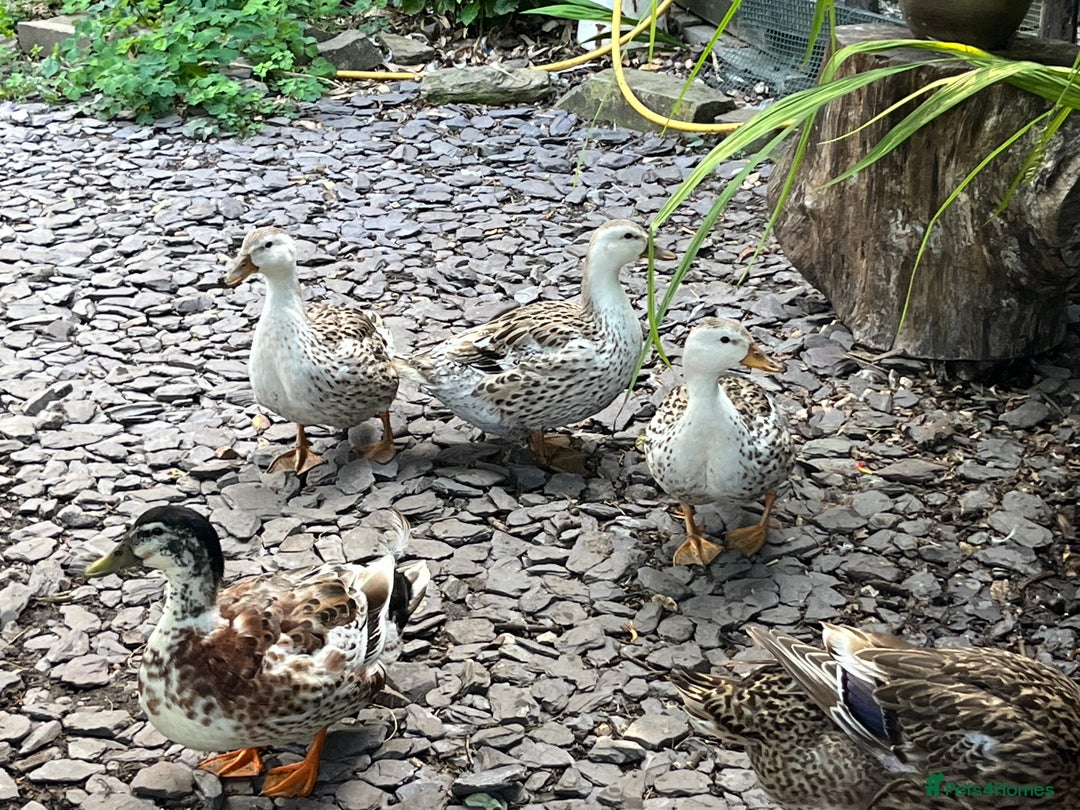 Ducks poultry for sale: Mini silver apple yard trio - Image 2