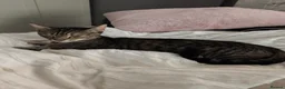 British Shorthair cats for sale: 7 kitten available for their forever homes! - Advert 8