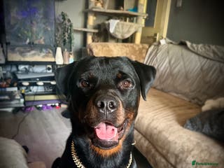 Rottweiler dogs Handsome Hugo - For Stud - Advert 10