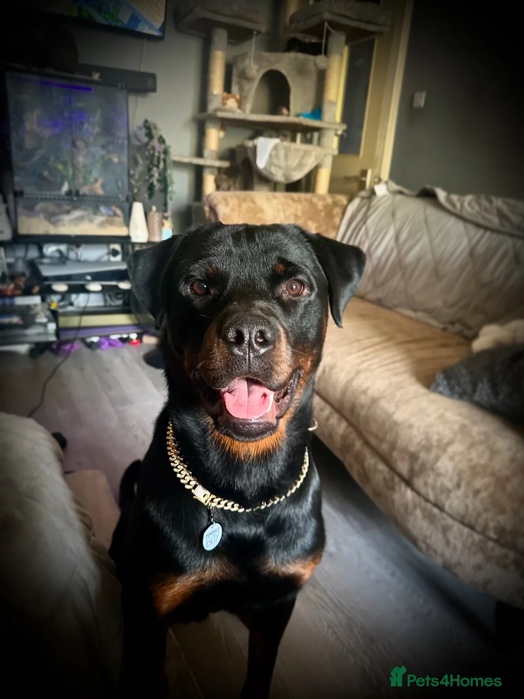 Rottweiler dogs for stud: Handsome Hugo - For Stud - Advert 1
