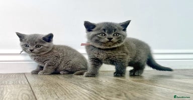 British Shorthair cats - Advert 12