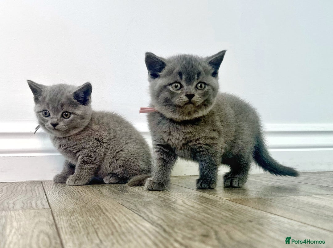 British Shorthair cats for sale: Amazing BSH kittens - Image 5