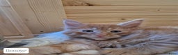 Maine Coon cats for sale: Mein Con - Advert 15