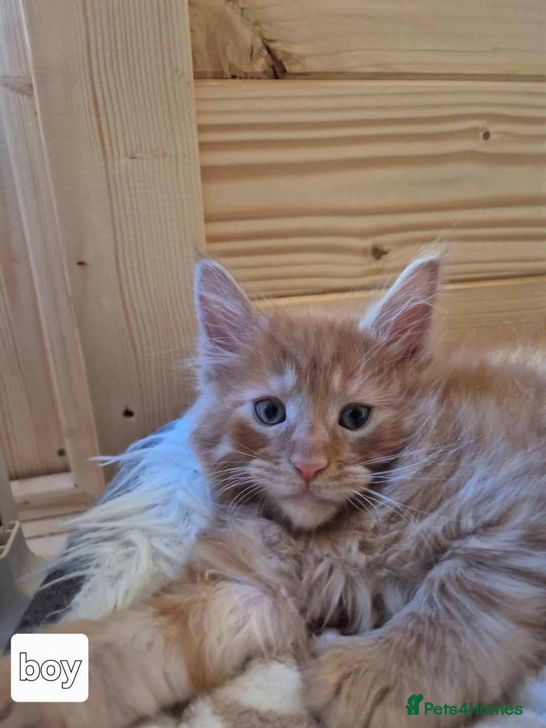 Maine Coon cats for sale: Mein Con - Advert 15
