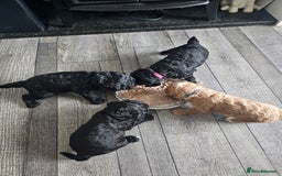 Cockapoo dogs for sale: Beautiful f2b cockapoos  - Image 12