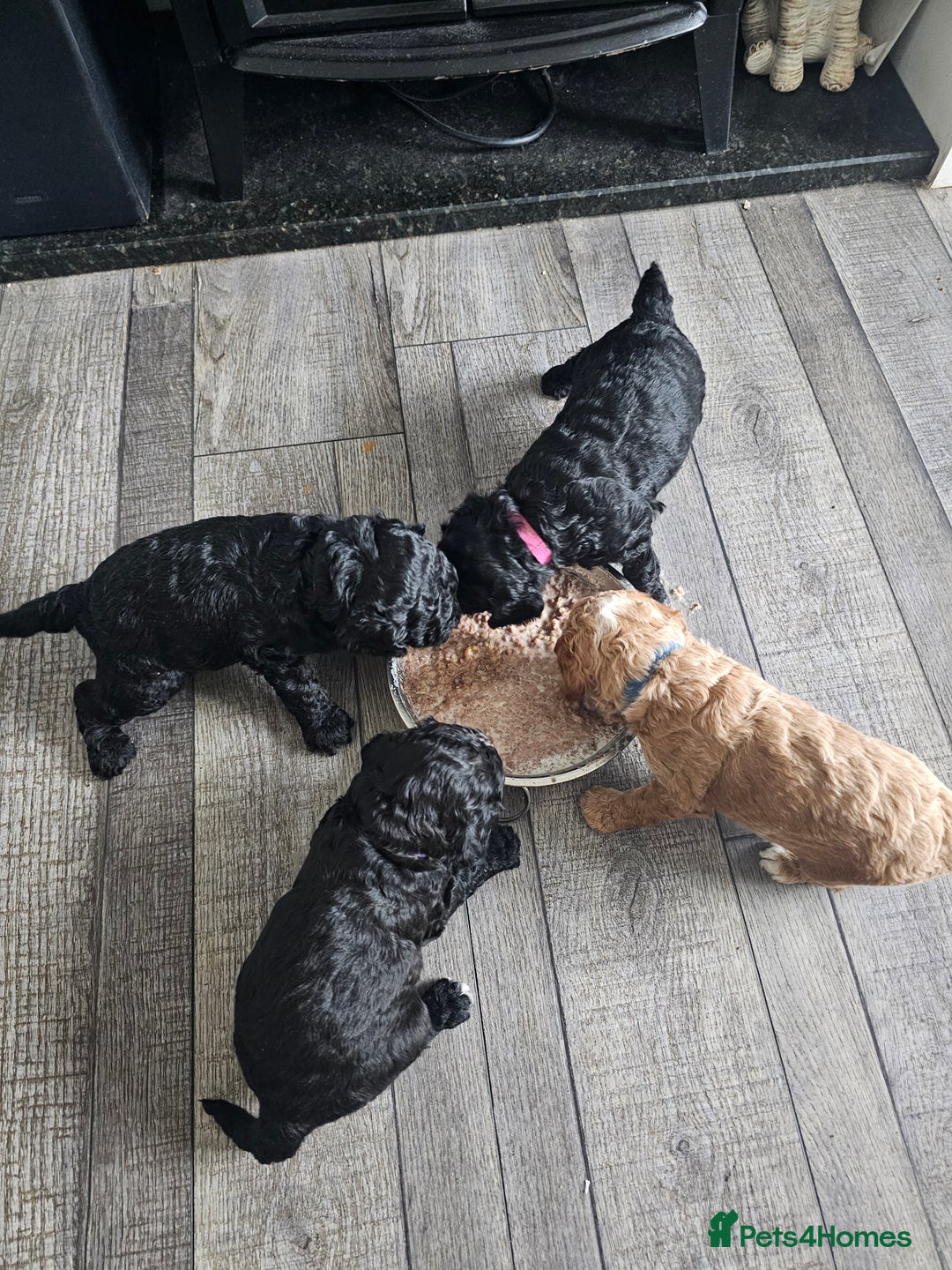 Cockapoo dogs for sale: Beautiful f2b cockapoos  - Image 12