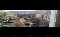 Domestic Shorthair cats for sale: Beautiful kittens need homes - Image 7