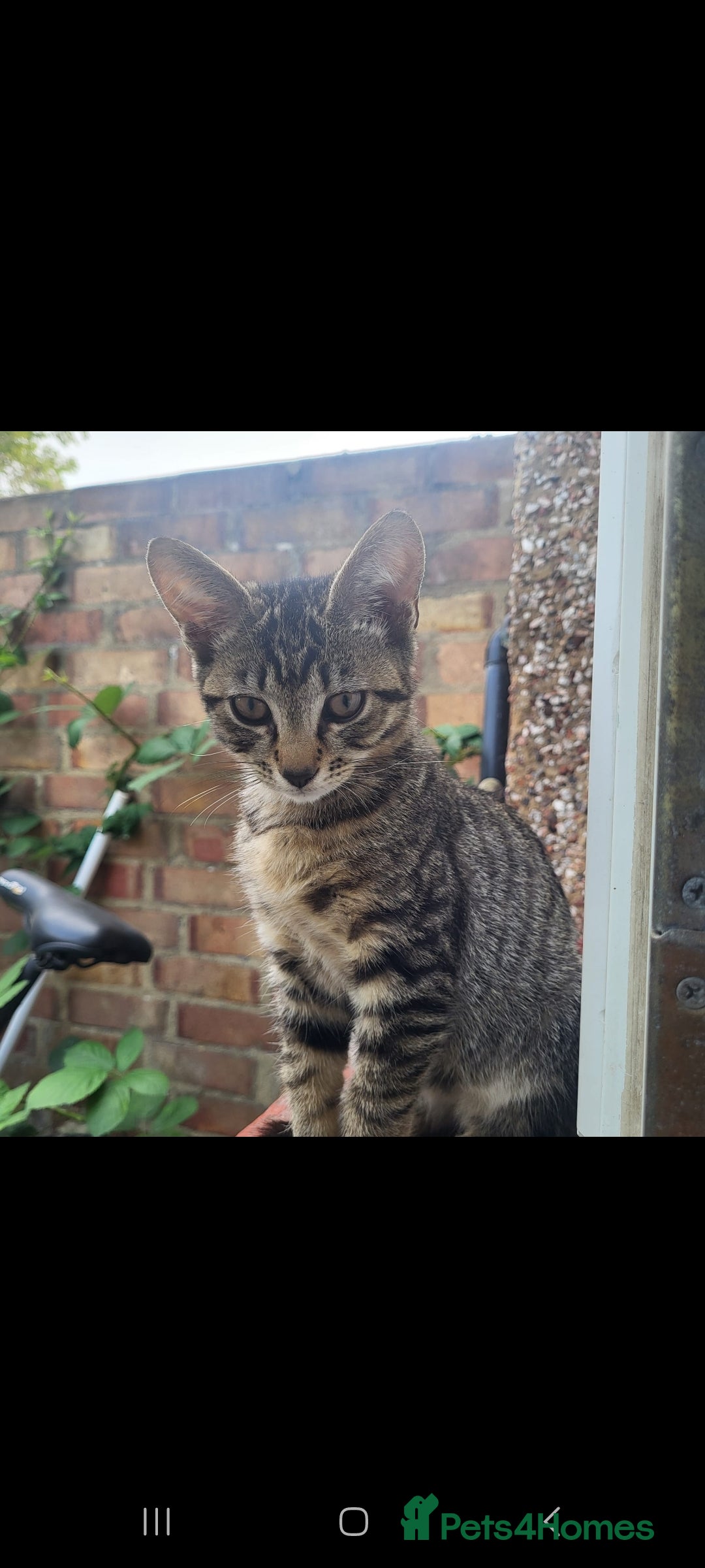 Domestic Shorthair cats for sale: Beautiful kittens need homes - Image 7
