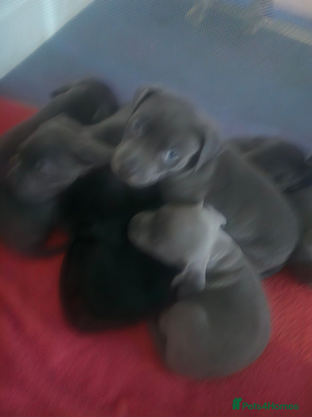 Mixed Breed dogs for sale: AMERICAN BULLY X LABRADOR - Image 7