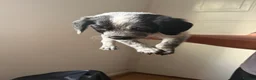 Mixed Breed dogs for sale: Patterdale x cocker spaniel  in Worksop - Advert 12