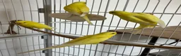 Budgerigars birds for sale: Lutino baby budgies  - Advert 2