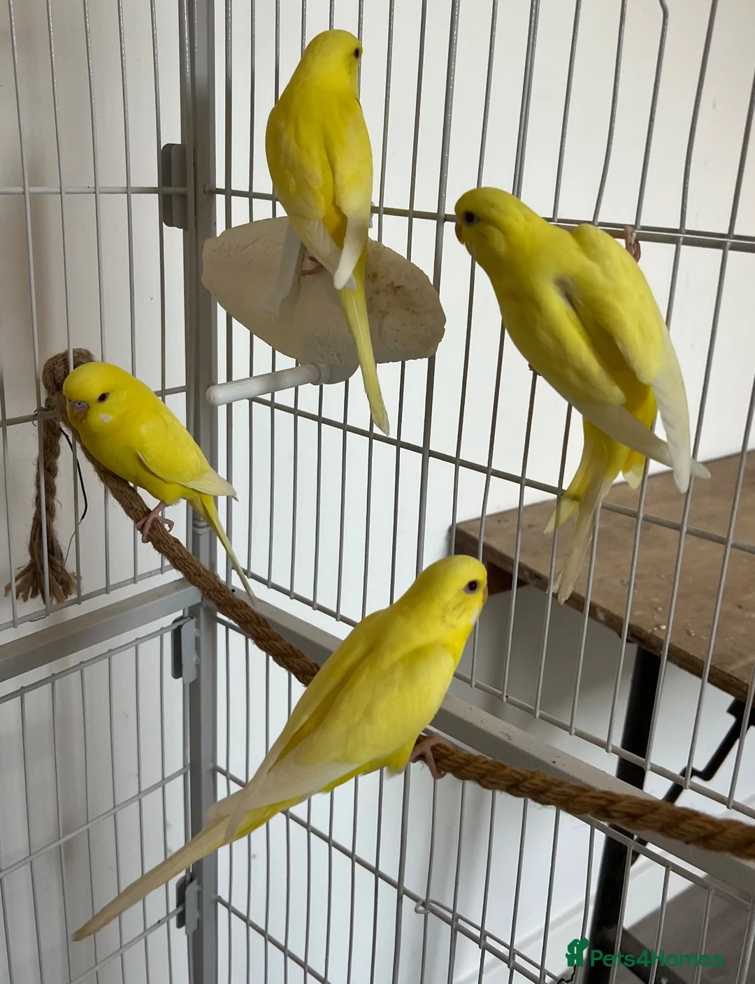 Budgerigars birds for sale: Lutino baby budgies  - Advert 2