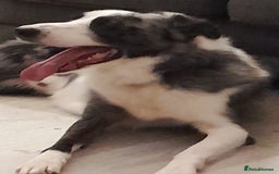 Border Collie dogs for sale: Border collie blue murle for sale - Image 18