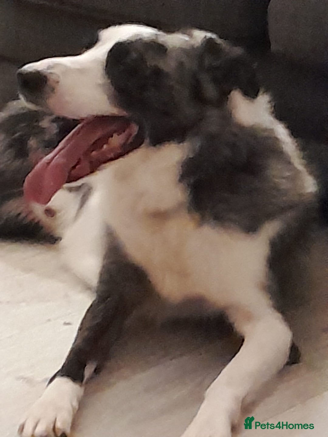 Border Collie dogs for sale: Border collie blue murle for sale - Image 18