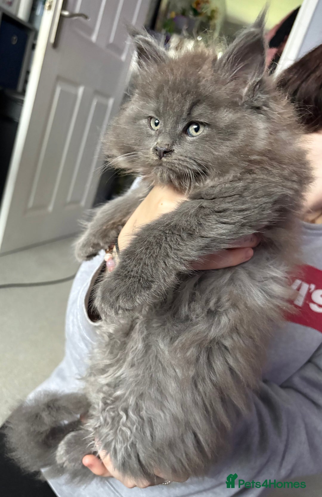 Maine Coon cats for sale: A lovely mc fluffy big solid blue boy - Advert 3