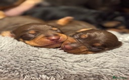 Miniature Dachshund dogs for sale: Three little miniature dachshund boys  - Advert 13