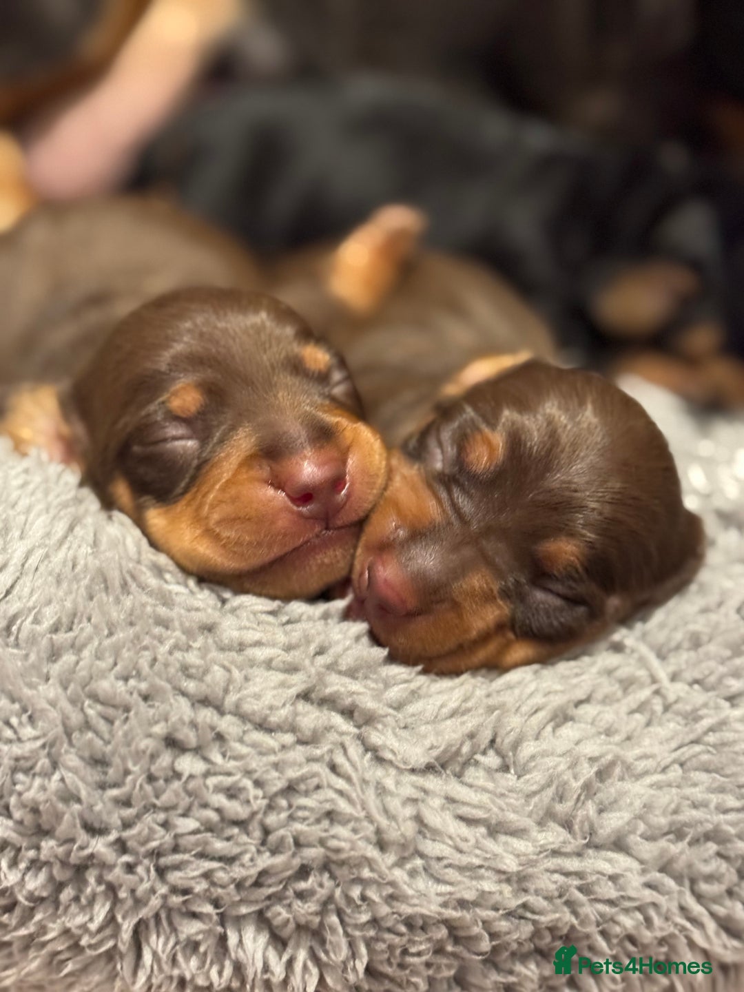 Miniature Dachshund dogs for sale: Three little miniature dachshund boys  - Advert 13