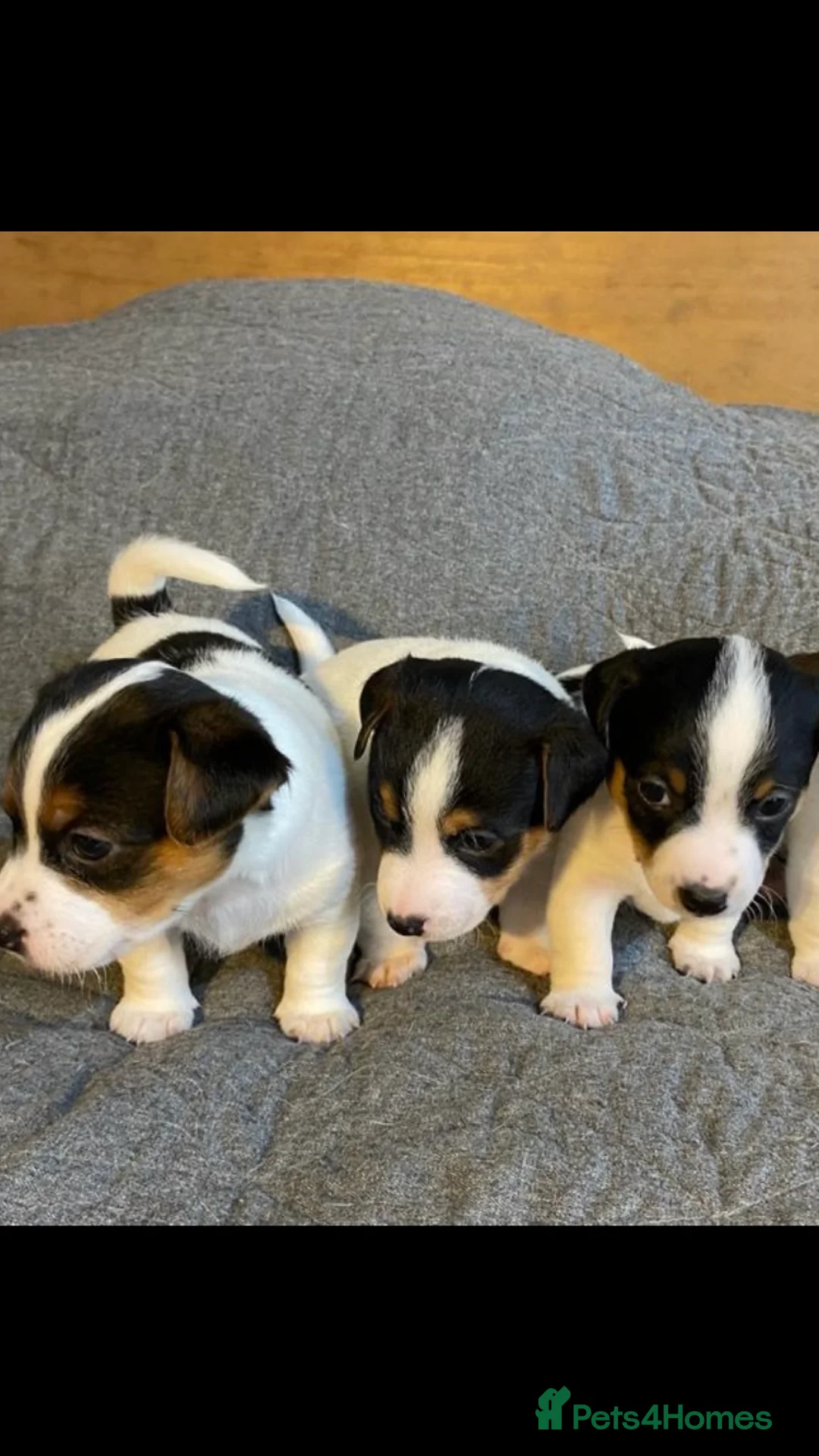 Jack Russell dogs for stud: Very handsome Jack Russell for stud in London - Advert 7