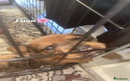 Mixed Breed dogs for sale: Beautiful Puppies For Sale!!! - Image 11