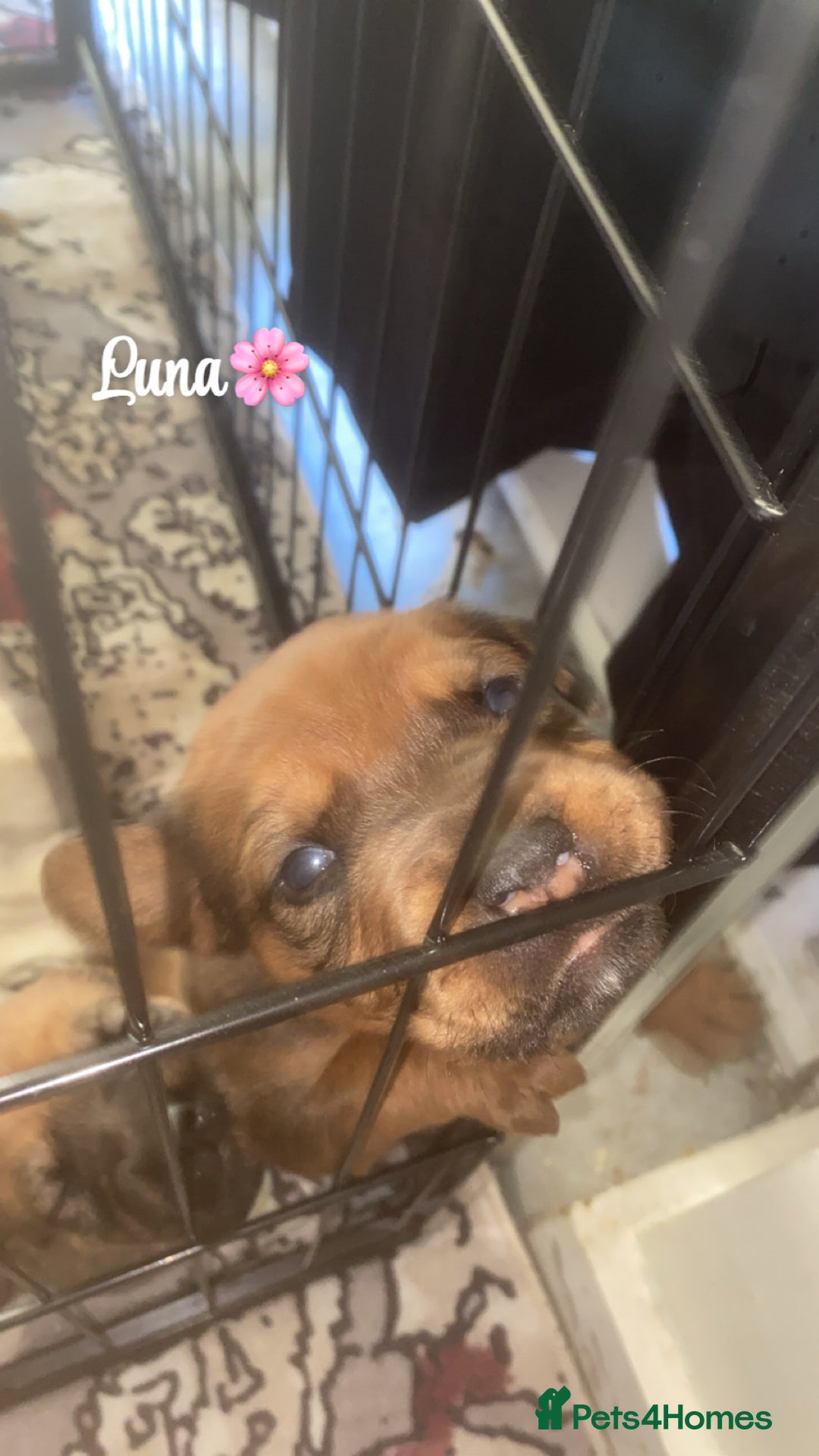 Mixed Breed dogs for sale: Beautiful Puppies For Sale!!! - Image 11