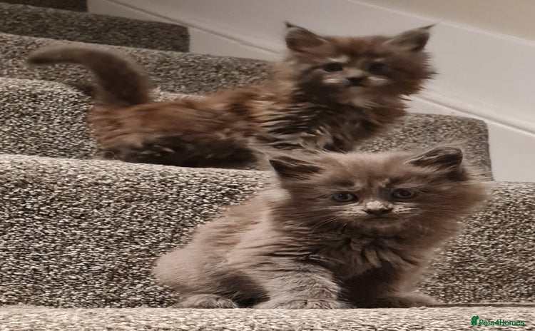 Maine Coon cats - Advert 8