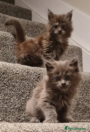 Maine Coon cats - Advert 7