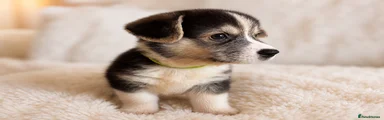 Welsh Corgi Pembroke 2