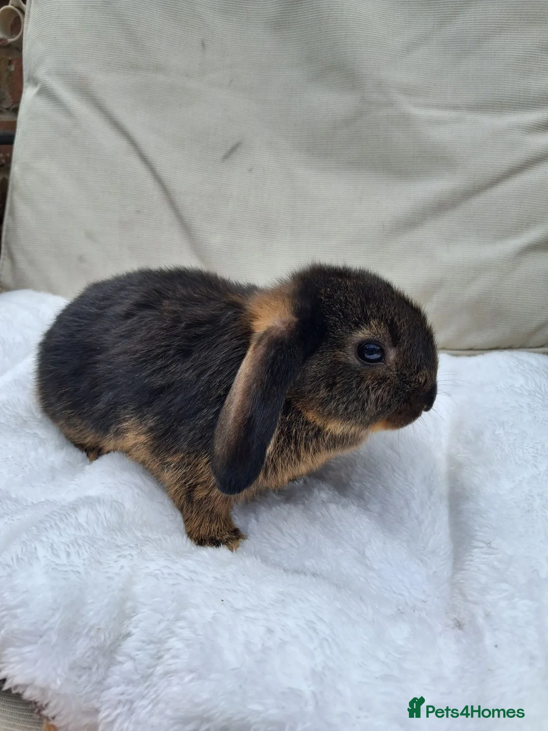 Mini Lop rabbits for sale: 2 Cute minilops in Watford - Advert 2