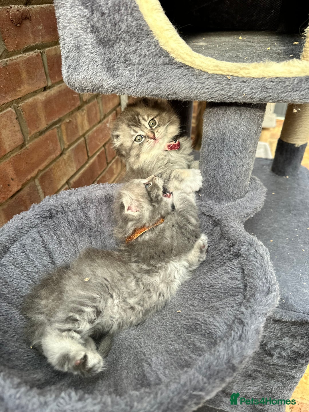 Scottish Fold cats for sale: Stunningly beautiful Scottish Fold x Ragdoll  - Image 34