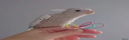 Cockatiels birds for sale: Hand reared silly tame DNA sexed baby cockatiels  - Advert 22