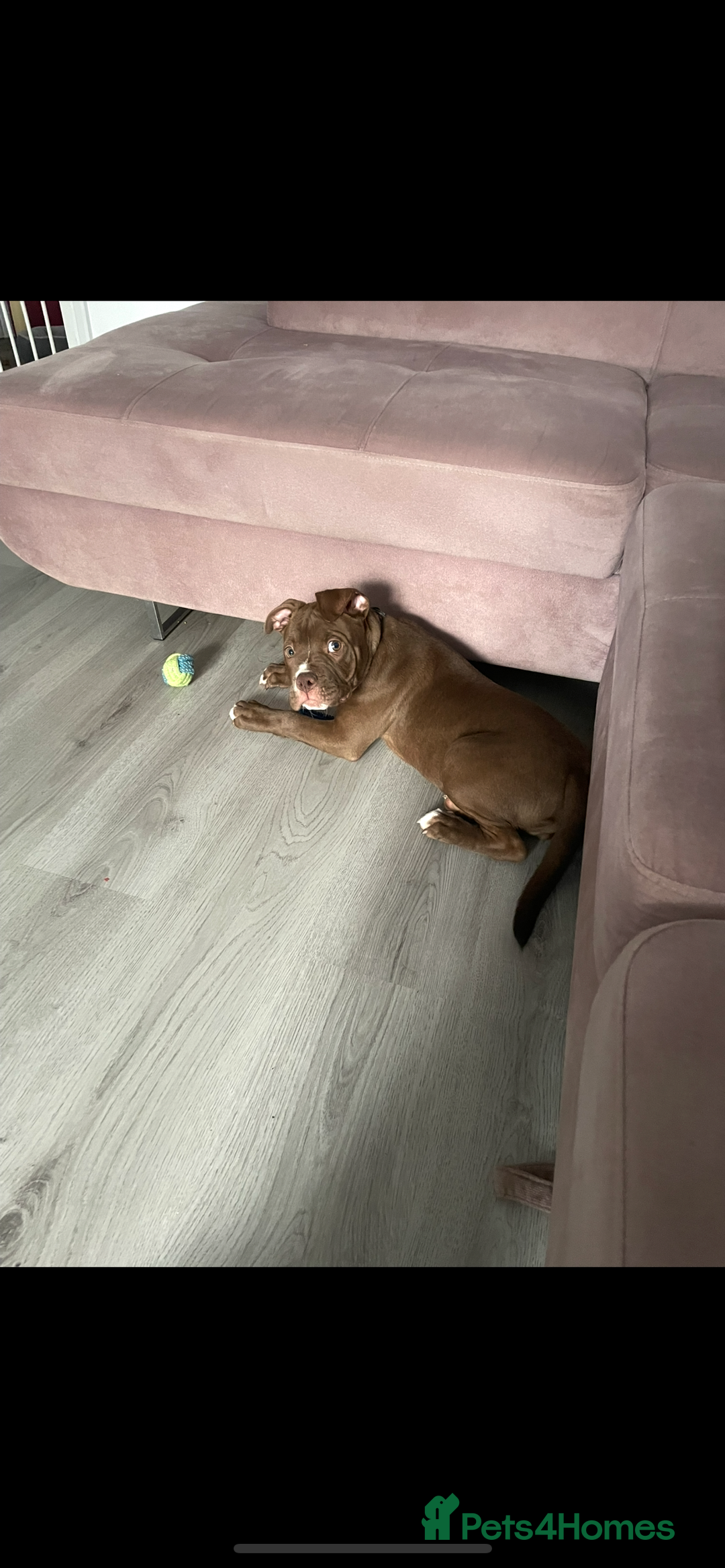 Mixed Breed dogs for sale: 5 month staffy x old English bulldog boy - Image 2