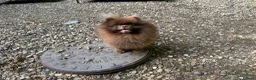 Pomeranian dogs for sale: Outstanding Russian boy  - Advert 6