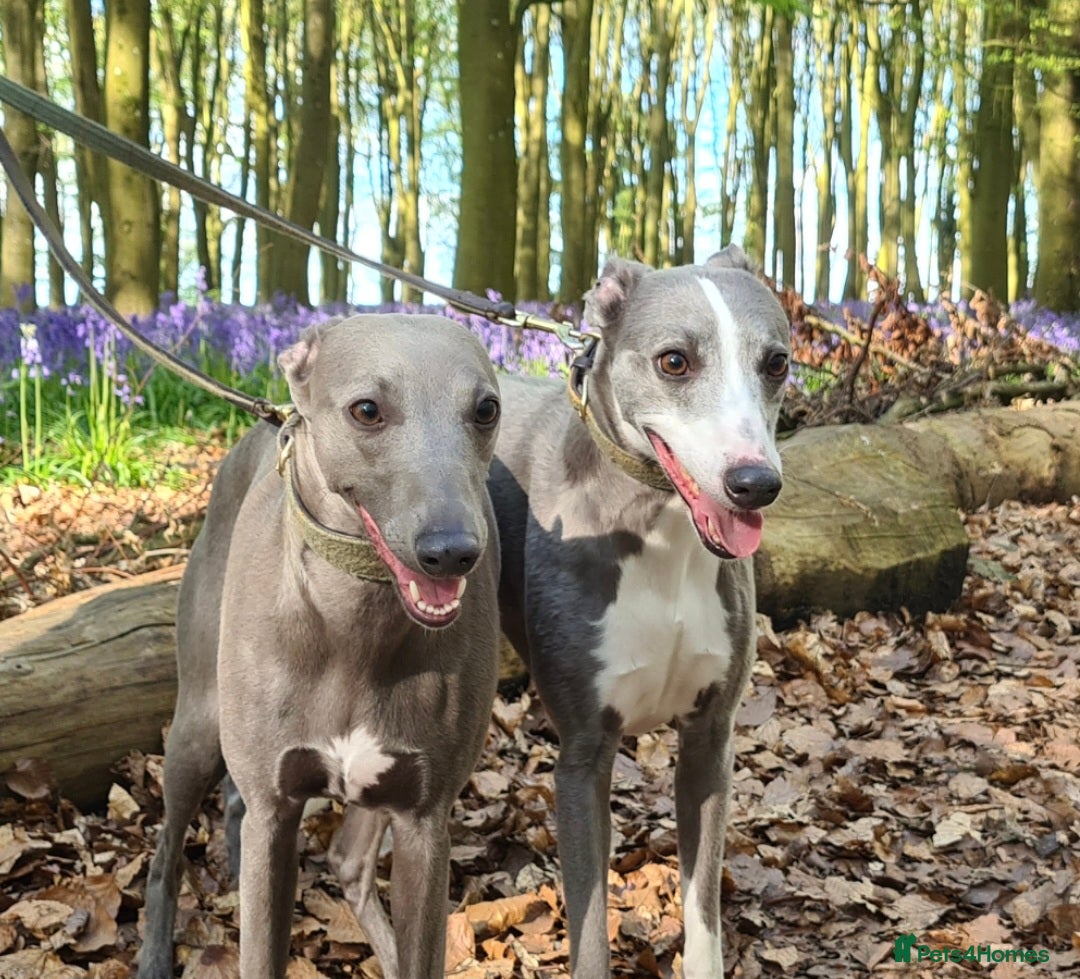 Greyhound Rescue Whippets For Adoption Near Me Rescue Whippets