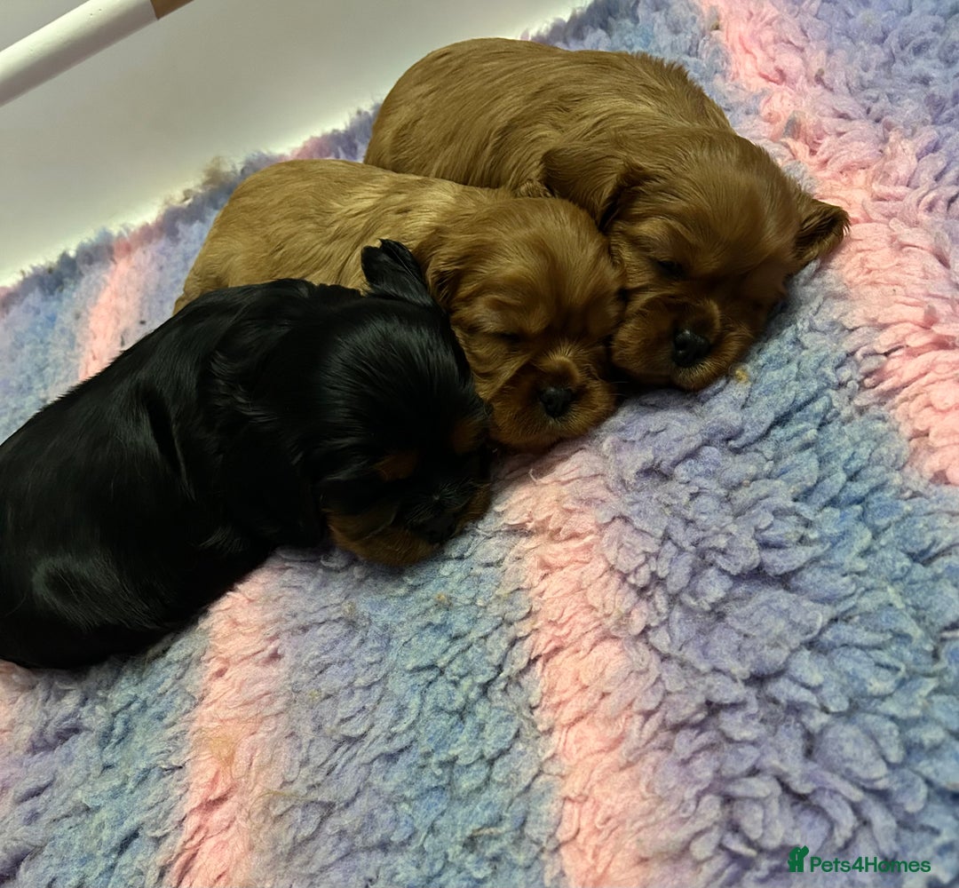 Cavalier King Charles Spaniel dogs for sale: RUBY BOY LEFT -Beautiful KC cavalier King Charles  - Advert 4