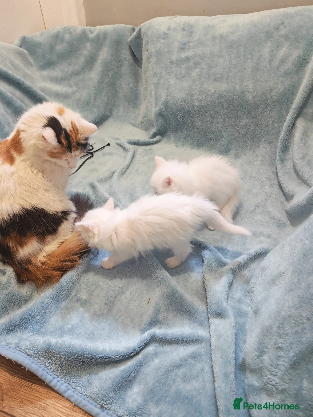 Mixed Breed cats for sale: FLUFFY GIRLS VIDEOS - Advert 2